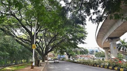 ವೃಕ್ಷ ಸಂರಕ್ಷಣಾ ಸಮಿತಿ ರಚಿಸಲು ನಿರ್ಲಕ್ಷ್ಯ!