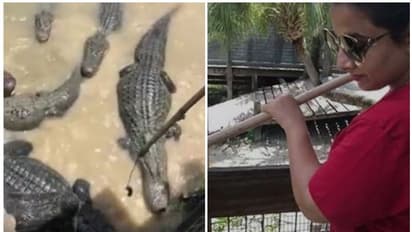 മുതലകള്ക്ക് ഭക്ഷണം കൊടുത്ത് വിദ്യാ ബാലൻ, വൈറലായി വീഡിയോ