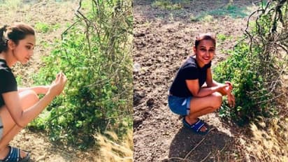 মিমি গাছ থেকে ফল পেড়ে খাচ্ছেন! হঠাৎ এমন কাণ্ড কেন, দেখুন ভিডিও