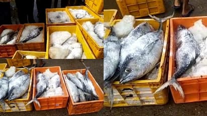 ഓപ്പറേഷന് സാഗര് റാണി തുടരുന്നു; കോഴിക്കോട് ജില്ലയില് 185 കിലോ മത്സ്യം പിടികൂടി