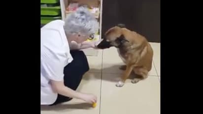 থাবায় ব্য়থা, তাই ডাক্তারখানায় গিয়ে চিকিৎসা প্রার্থনা সারমেয়র, ভিডিও ভাইরাল নেটদুনিয়ায়