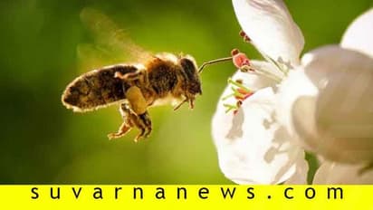 Vastu Shastra 2022: ಮನೆಯಿಂದ ಹೊರಗೆ ಕಾಲಿಟ್ಟ ಕೂಡಲೇ ಈ ವಸ್ತುಗಳು ಕಾಣಿಸಿದರೆ ಶುಭ ಶಕುನ!