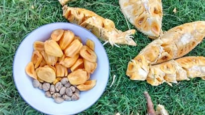 কাঁঠালের বীজে লুকিয়ে থাকা স্বাস্থ্যগুণে দূর হবে অনেক সমস্যা