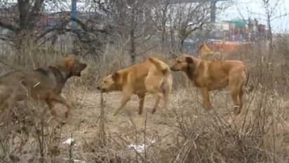 ಚಾಕೋಲೆಟ್ ಖರೀದಿಸಲು ಹೋದ ಬಾಲಕ ನಾಯಿಗಳ ಅಟ್ಟಹಾಸಕ್ಕೆ ಬಲಿ!