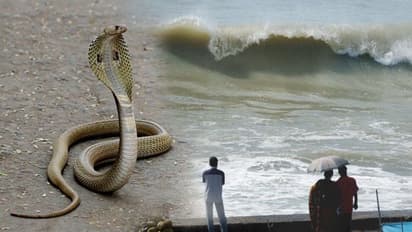 পথের উপরে আচমকা বিষধর সাপ, মর্মান্তিক দুর্ঘটনায় পর্যটকের মৃত্যু দিঘায়