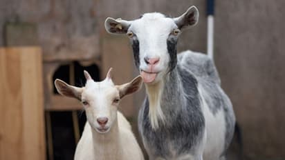 করোনা আতঙ্কের জের এবার ছাগলদের উপরে, মুহূর্তে ভিডিও ভাইরাল হল নেট দুনিয়ায়