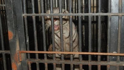 বাঘের বিয়ে দেবে চিড়িয়াখানা,  পাত্র ভীন রাজ্যের