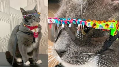 സണ്ഗ്ലാസുകളാല് സമ്പന്നന്, ഇവന് ഇന്സ്റ്റഗ്രാമിലെ സൂപ്പര്സ്റ്റാര്!