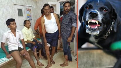 Dog attacks continue in Karnataka: 20 injured in Hubballi; 6 sheep killed in Kolar