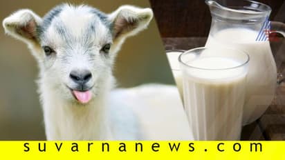 ಹಸುವಿನ ಹಾಲಿಗಿಂತ ಮೇಕೆ ಹಾಲೇ ಮೇಲು!