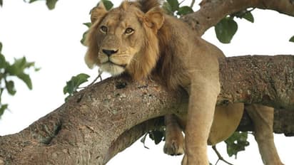 കണ്ടാൽ പാവം; എന്നാൽ ഗംഭീരൻ... കാണാം മൃഗരാജനെ