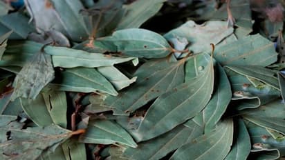 তেজপাতা পোড়ান ১০ মিনিট! নিমেশে ফল পাবেন ম্যাজিকের মতো