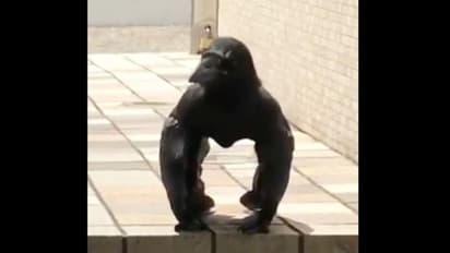 কাক-এ গরিলাভ্রম, ভাইরাল ভিডিও দেখে বিভ্রান্ত নেটিজেনরা