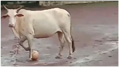 கால்பந்து விளையாடும் காளை மாடு... இணையத்தில் வைரலாகும் ஆச்சர்யமான வீடியோ...