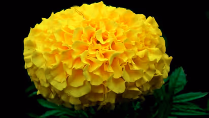 ಚೆಂಡು ಹೂವನ್ನು ಈ ರೀತಿ ಬಳಸಿದ್ರೆ ನಿಮ್ಮ ಅದೃಷ್ಟವೇ ಬದಲಾಗಬಹುದು! 