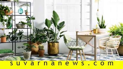 ಸೂರ್ಯನ ಸ್ನೇಹವಿಲ್ಲದೆಯೂ ಸೊಗಸಾಗಿ ಬೆಳೆವ ಸಸ್ಯಗಳಿವು...