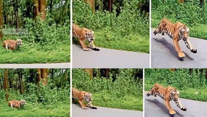 വൈറൽ കടുവ വയനാട്ടിൽ തന്നെ: യാത്രക്കാര്ക്ക് ജാഗ്രതാ നിര്ദേശം