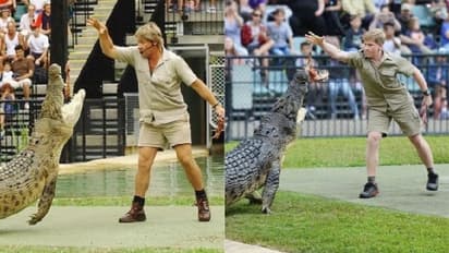 ತಂದೆ ರೀತಿ ಮೊಸಳೆಗೆ ಆಹಾರ ಕೊಟ್ಟ ಇರ್ವಿನ್ ಪುತ್ರ