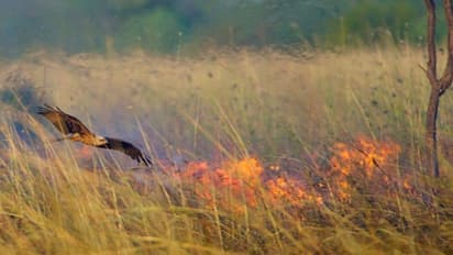 കാടിന് തീയിട്ട് 'പരുന്തുകള്'; കാരണം കണ്ടെത്തിയപ്പോള് അമ്പരന്ന് ശാസ്ത്രലോകം
