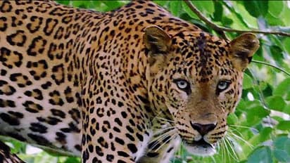 স্কুলের মধ্যেই কুকুর মেরে খেল চিতা, আতঙ্কিত শিশুরা লুকোলো ক্লাসরুমে