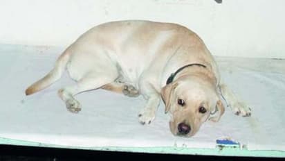 నా కుక్కకు అక్రమ సంబంధం: లేఖ రాసిన యజమాని