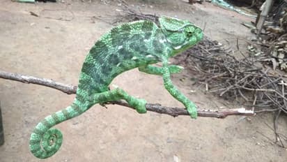 মাঝরাস্তায় বিরল প্রাণী, আগলে রেখে বন দফতরের হাতে তুলে দিলেন যুবক