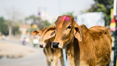 কংগ্রেসের রাজ্যে গোরক্ষকদের তান্ডব, কান ধরে ওঠ-বসে গো মাতার জয়ধ্বনি