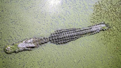 ഈ മുതലകള് മാംസഭോജികളല്ല, സസ്യഭോജികള്, ദിനോസറുകള്ക്കൊപ്പം വളര്ന്നവര്