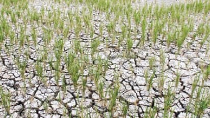 വെള്ളമില്ല, പാടം ഉഴുതുമറിച്ചിട്ടില്ല, മുളപ്പിച്ച ഞാറ് ഉണങ്ങിത്തുടങ്ങി, ദുരിതത്തിൽ കർഷകർ