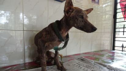 വളര്ത്തുനായകളെ വഴിയിലുപേക്ഷിച്ചാല് പിടിവീഴും; നടപടിയുമായി സര്ക്കാര്