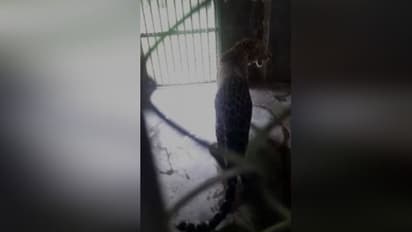 এল নতুন দুটি চিতাবাঘ, শীতে রেকর্ড ভাঙতে তৈরি হচ্ছে আলিপুর চিড়িয়াখানা