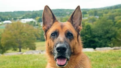 बीजेपी पार्षद पति की गुंडई, कुत्ते के भौंकने पर युवक को पीटा