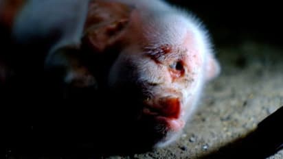 ഒറ്റക്കണ്ണുമായി ജനിച്ച പന്നിക്കുഞ്ഞ്; ചിത്രങ്ങൾ കൗതുകമാകുന്നു