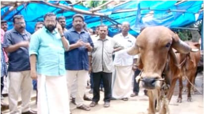 പരിചാരകരില്ലാതെ പത്മനാഭ സ്വാമി ക്ഷേത്ര ഗോശാല; നരകിച്ച് പശുക്കൾ; പരിശോധിക്കുമെന്ന് മന്ത്രി