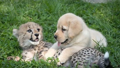 'മരണത്തിന് വിട്ടുകൊടുക്കില്ല'; കാണാം, അറിയാം ഈ സ്നേഹം...