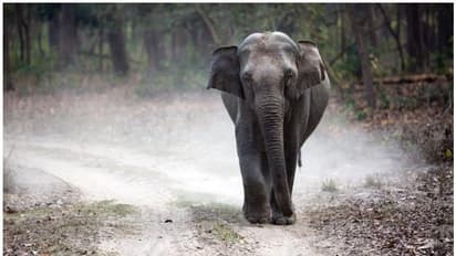 ചരക്ക് ലോറിയിടിച്ച് വയനാട്ടിൽ പിടിയാനയ്ക്ക് ഗുരുതര പരിക്ക്