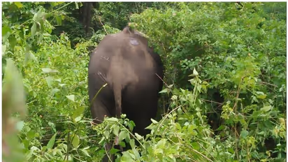 മുത്തങ്ങയില്‍ ലോറി ഇടിച്ച് പരിക്കേറ്റ കാട്ടാനക്ക് ചികിത്സ നല്‍കി; ലോറി ഡ്രൈവര്‍ അറസ്റ്റില്‍