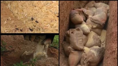 കുട്ടികളുടെ എണ്ണം കൂട്ടിപ്പറഞ്ഞ് ഉച്ചഭക്ഷണത്തിനായി അധികം അരി വാങ്ങി: പുഴുവരിച്ച 50 ചാക്ക് അരി ഒടുവില് കുഴിച്ചു മൂടി