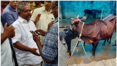 സ്വകാര്യ ഗോശാലയില് പശുക്കളെ പട്ടിണിക്കിട്ട സംഭവം; പശുക്കളെ ഏറ്റെടുക്കാമെന്ന് മന്ത്രി കെ രാജു