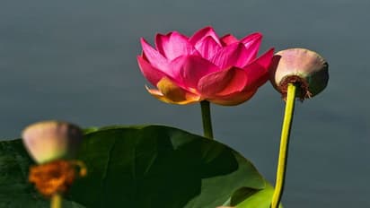 পদ্ম ভারতের জাতীয় ফুল নয়, জানিয়ে দিল কেন্দ্রীয় সরকার