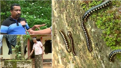 ദിനം പ്രതി പെരുകി കുഞ്ഞൻ അട്ടകൾ; പൊറുതിമുട്ടി പെരുങ്കുളം നിവാസികൾ