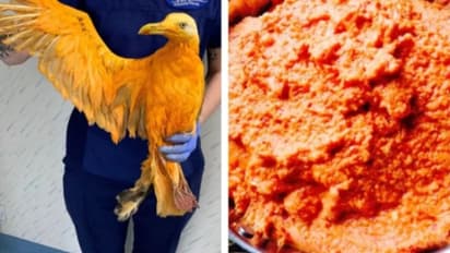 കറിയില്‍ നിന്നും കിട്ടിയതൊരു പക്ഷിയെ, അതും ജീവനോടെ!