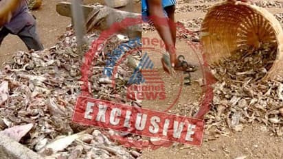 അഴുകിയ മീനുകൾ അംഗീകൃത ഗോഡൗണുകളിൽ ഉണക്കിയെടുക്കും; സംസ്ഥാനത്തേക്ക് മീന് എത്തുന്നത് ഇങ്ങനെ