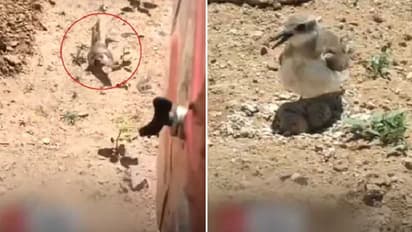 ಮೊಟ್ಟೆ ಕಾಪಾಡಲು ಟ್ರ್ಯಾಕ್ಟರ್ಗೇ ಅಡ್ಡ ನಿಂತ ತಾಯಿ ಹಕ್ಕಿ!: ವೈರಲ್ ಆಯ್ತು ಹೃದಯಸ್ಪರ್ಶಿ ವಿಡಿಯೋ