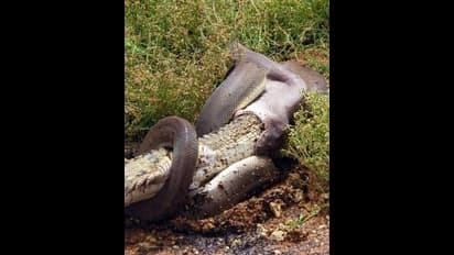 കൂറ്റന്‍ മുതലയെ വിഴുങ്ങുന്ന പാമ്പ്; ഭീതിപ്പെടുത്തുന്ന ചിത്രങ്ങള്‍