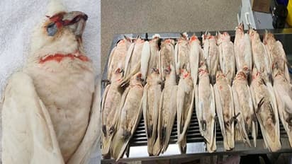 പറക്കുന്നതിനിടെ പക്ഷികള്‍ കൂട്ടത്തോടെ മരിച്ചു വീണു; പ്രേതസിനിമകളെ ഓര്‍മ്മിപ്പിച്ച രംഗമെന്ന് ദൃസാക്ഷികള്‍...