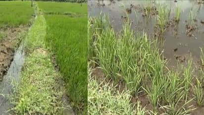 മഴയുടെ അളവില് ഗണ്യമായ കുറവ്; അപ്പര് കുട്ടനാട്ടിലെ നെല്കൃഷി പ്രതിസന്ധിയില്