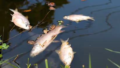 അഞ്ഞൂറിൽപരം മത്സ്യയിനങ്ങളിൽ വളർച്ചയെത്തുമ്പോഴേക്കും ലിംഗമാറ്റം നടക്കുന്നു എന്ന് ഗവേഷകർ