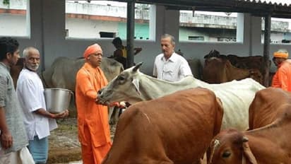 प्रदेश में गोवंश की मौत पर मुख्यमंत्री हुए सख्त, आठ अधिकारी निलंबित