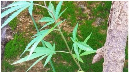 ಕಲ್ಪವೃಕ್ಷದ ಕೆಳಗೆ ಗಾಂಜಾ ಬೆಳೆ: ರೈತ ಅರೆಸ್ಟ್